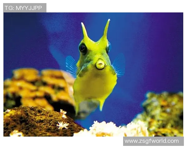 向鱼王者展现无限魅力 领略海洋深处的神秘与辉煌 向鱼王者展现无限魅力 领略海洋深处的神秘与辉煌